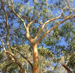 Grey Gum Tree Removal Oxenford
