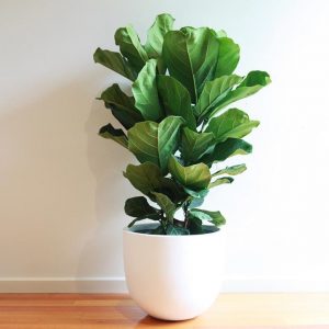 Indoor Plants you need during Isolation