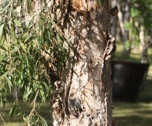 Paperbark Tree Removal Elanora