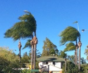 Prepare Your Trees for the Ekka Winds