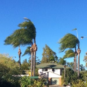 blogpalms on windy day