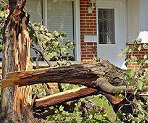 Fallen Tree Removal – Ashmore