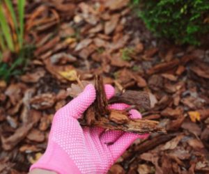 Why Forest Mulch is Great for Gardens & Trees