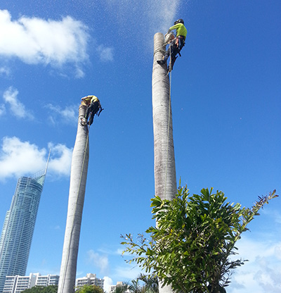 commercial tree removal