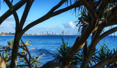 gold coast tree pruning