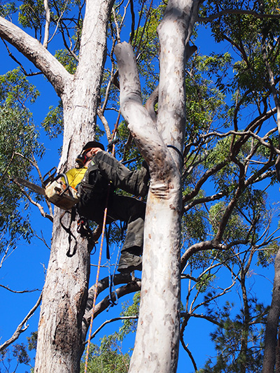 tree lopping gold coast