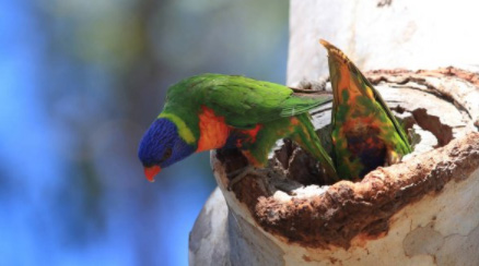 tree maintenance gold coast