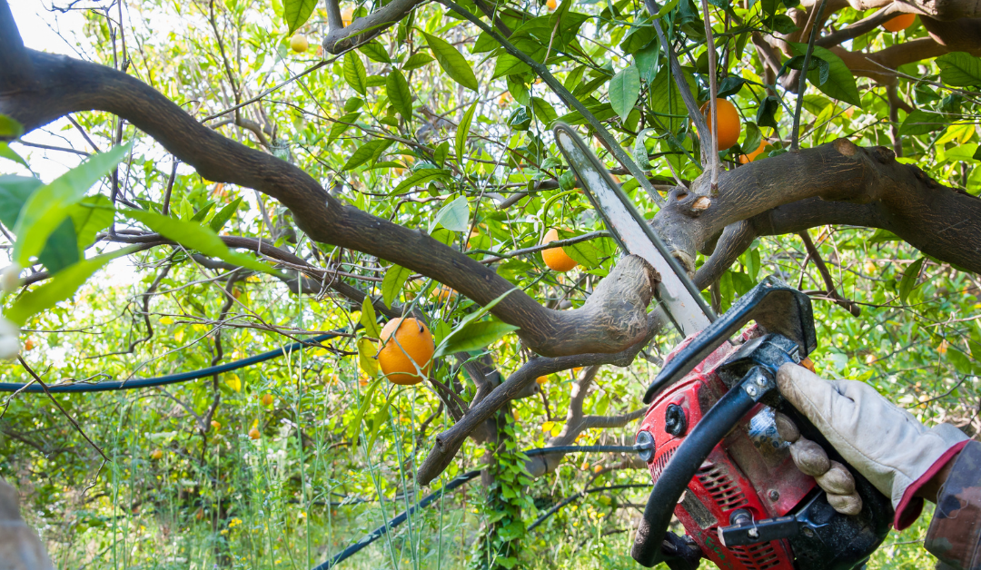 What Is Tree Lopping and How Can It Keep Your Home Safe?