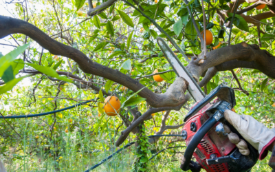 What Is Tree Lopping and How Can It Keep Your Home Safe?