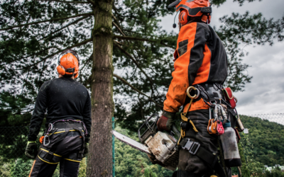 What is an Arborist Report And When Do You Need It