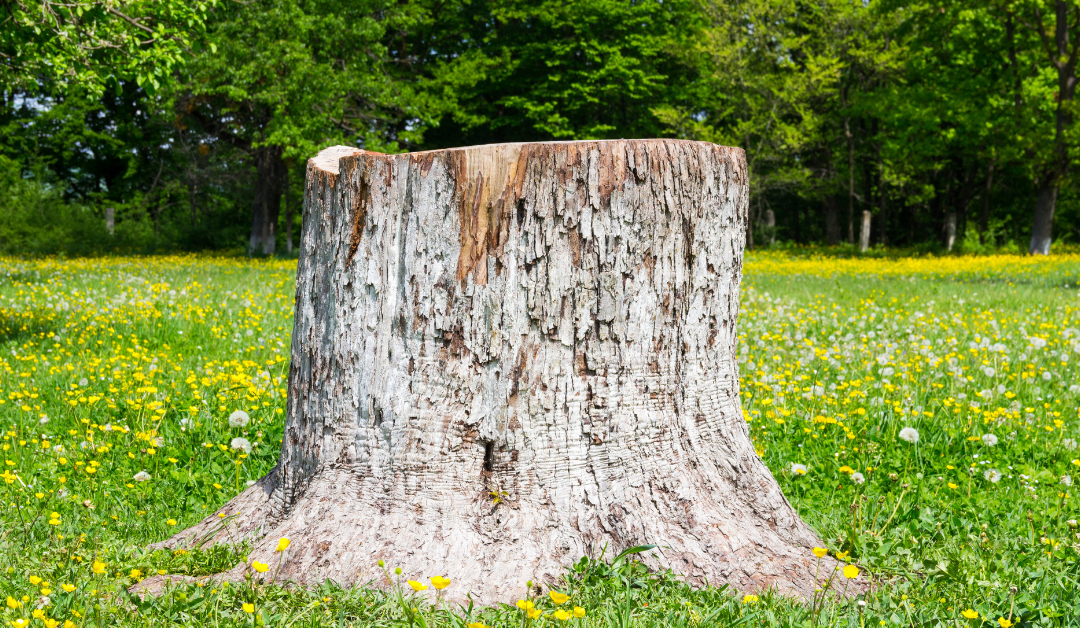 5 Facts About Stump Grinding