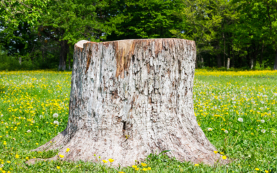 5 Facts About Stump Grinding