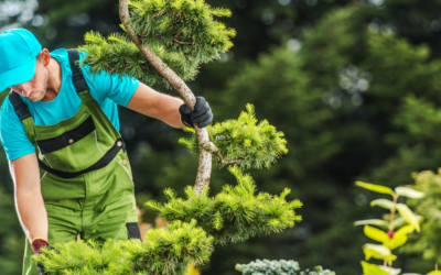 When Is The Right Time To Have A Tree Trimming Service?