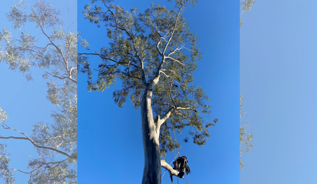 Alternatives To Tree Lopping On The Gold Coast