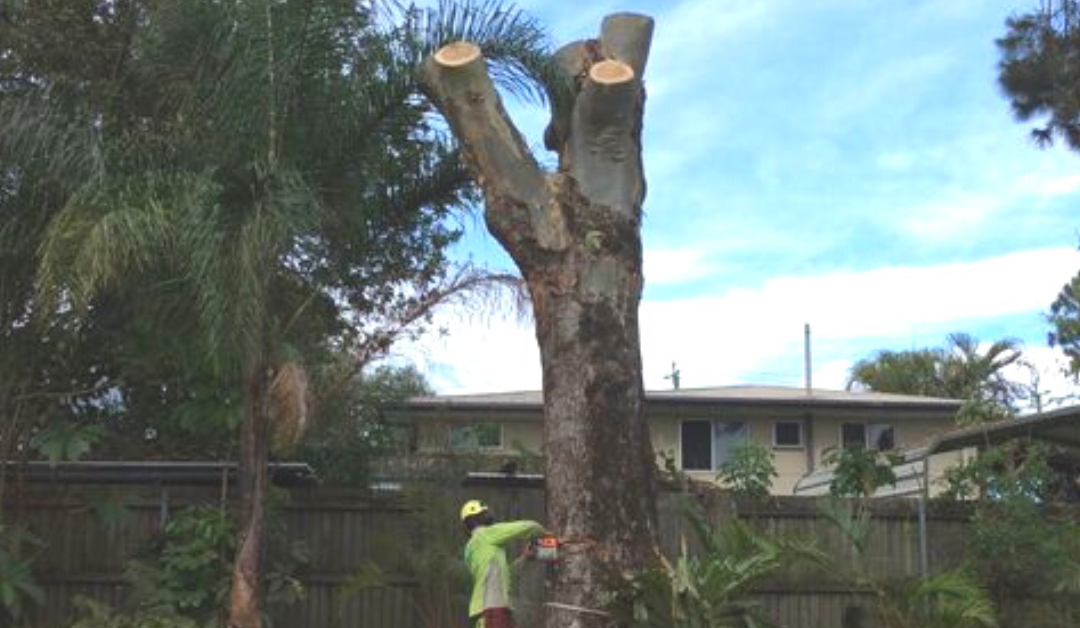 When to Engage A Professional Tree Removal Service