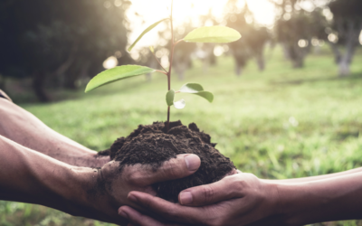 A Greener Gold Coast: Benefits of Native Tree Planting