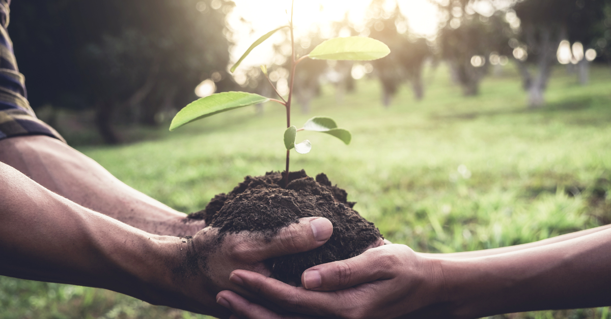 Benefits of native tree planting
