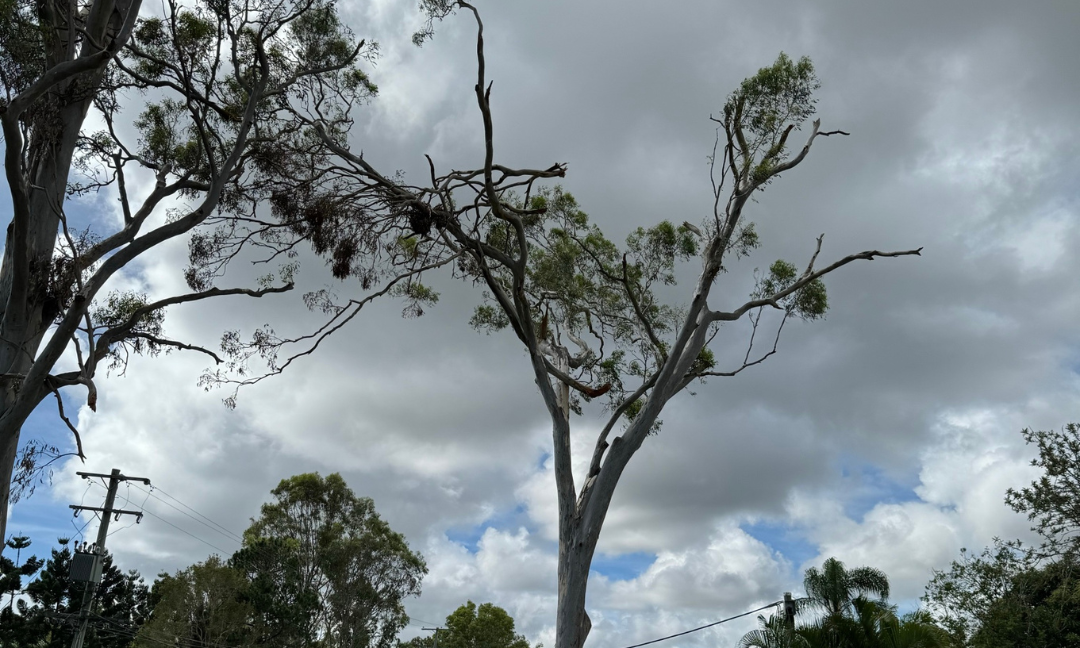 Ensuring Tree Safety Amidst Wet Weather: Insights from Our Gold Coast Arborist
