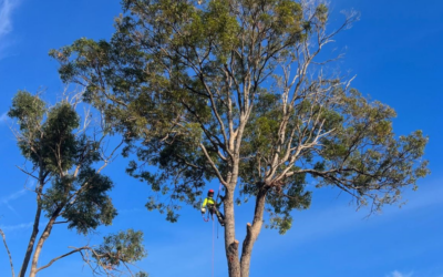 Expert Guide to Gold Coast Tree Pruning: Taming Overgrown Trees And Hedges