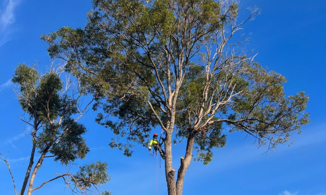 Gold Coast Tree Pruning