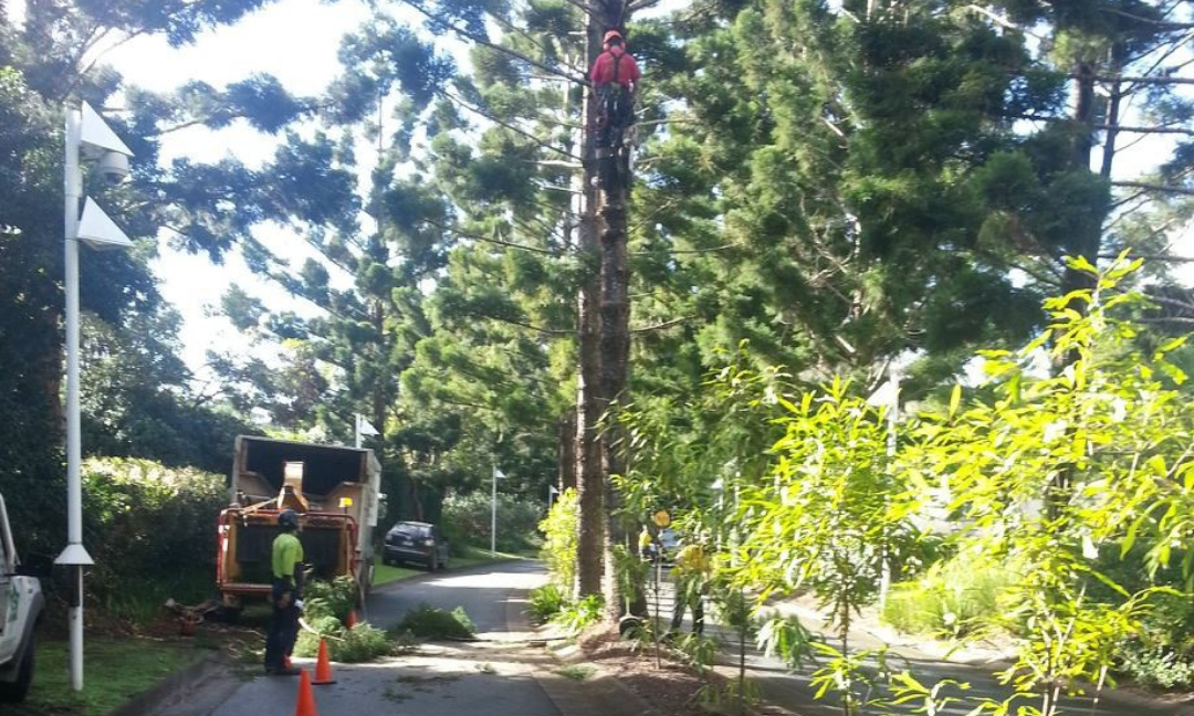 Signs You Need a Gold Coast Tree Service: DIY or Expert Help?