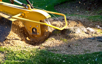 Gold Coast Stump Grinding – What It Is and Why You Need It
