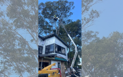 Ensuring Safe and Efficient Gold Coast Tree Removal: Our Top Methods