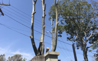 What You Should Know About Gold Coast Tree Loppers