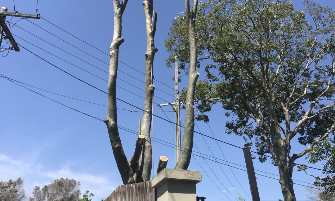What You Should Know About Gold Coast Tree Loppers