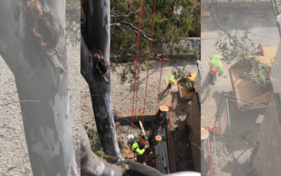 Effective Tree Removal Methods for Tree Removal on the Gold Coast