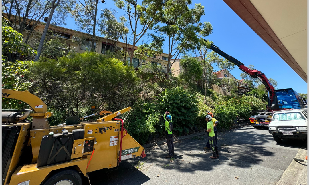 How To Select A Professional Gold Coast Tree Removal Service