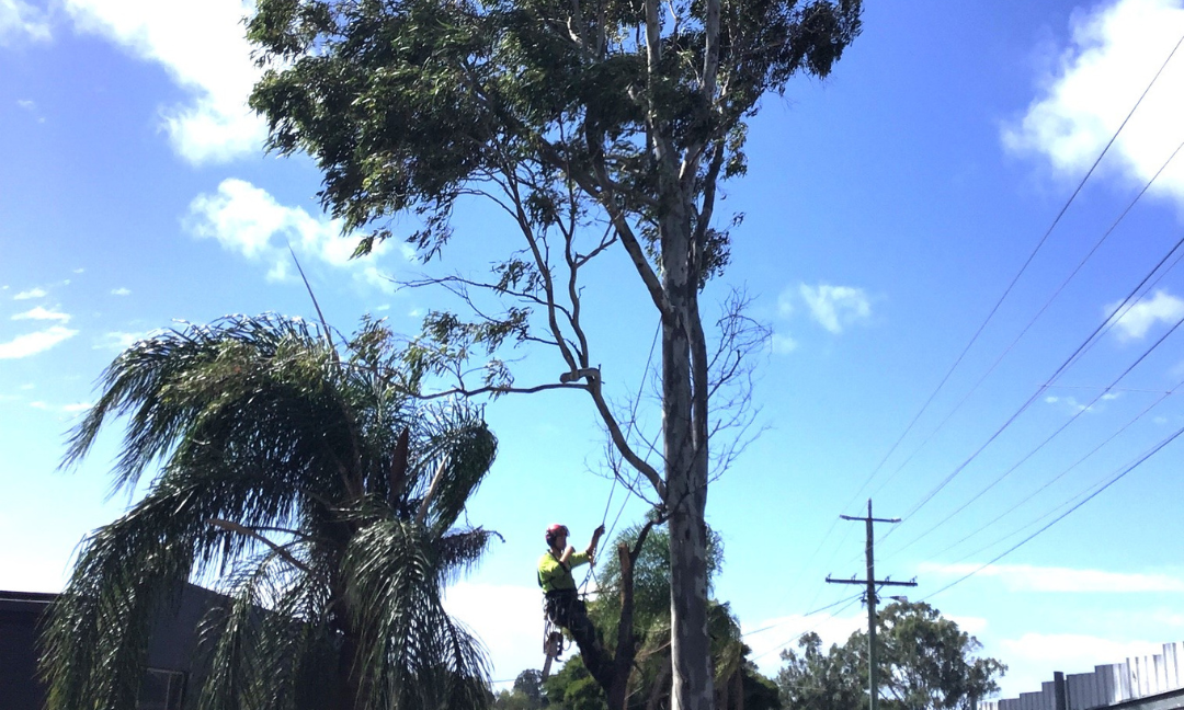Tree Lopping Gold Coast: Why You Should Avoid It and Choose Professional Pruning Instead