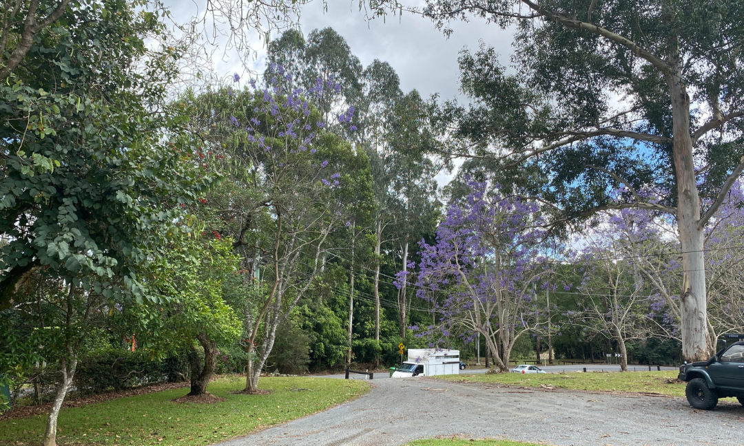 Gold Coast Tree Lopping