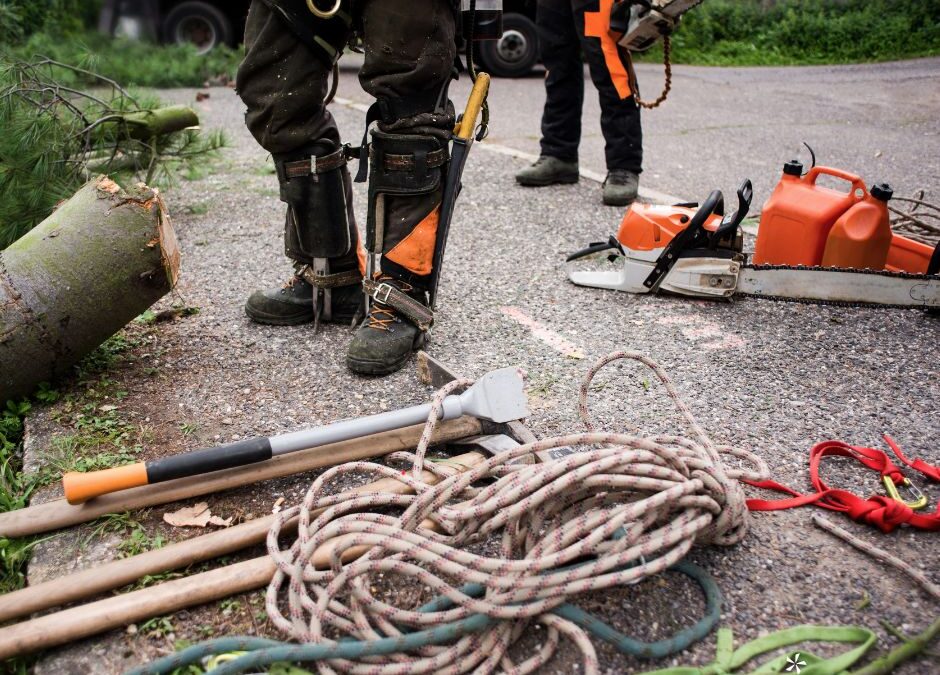 Arborist Tree Care Services Gold Coast – What’s an Arborist and When Should You Use Them?