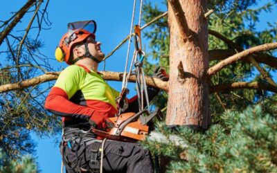 How to Select a Quality Gold Coast Tree Removal Service