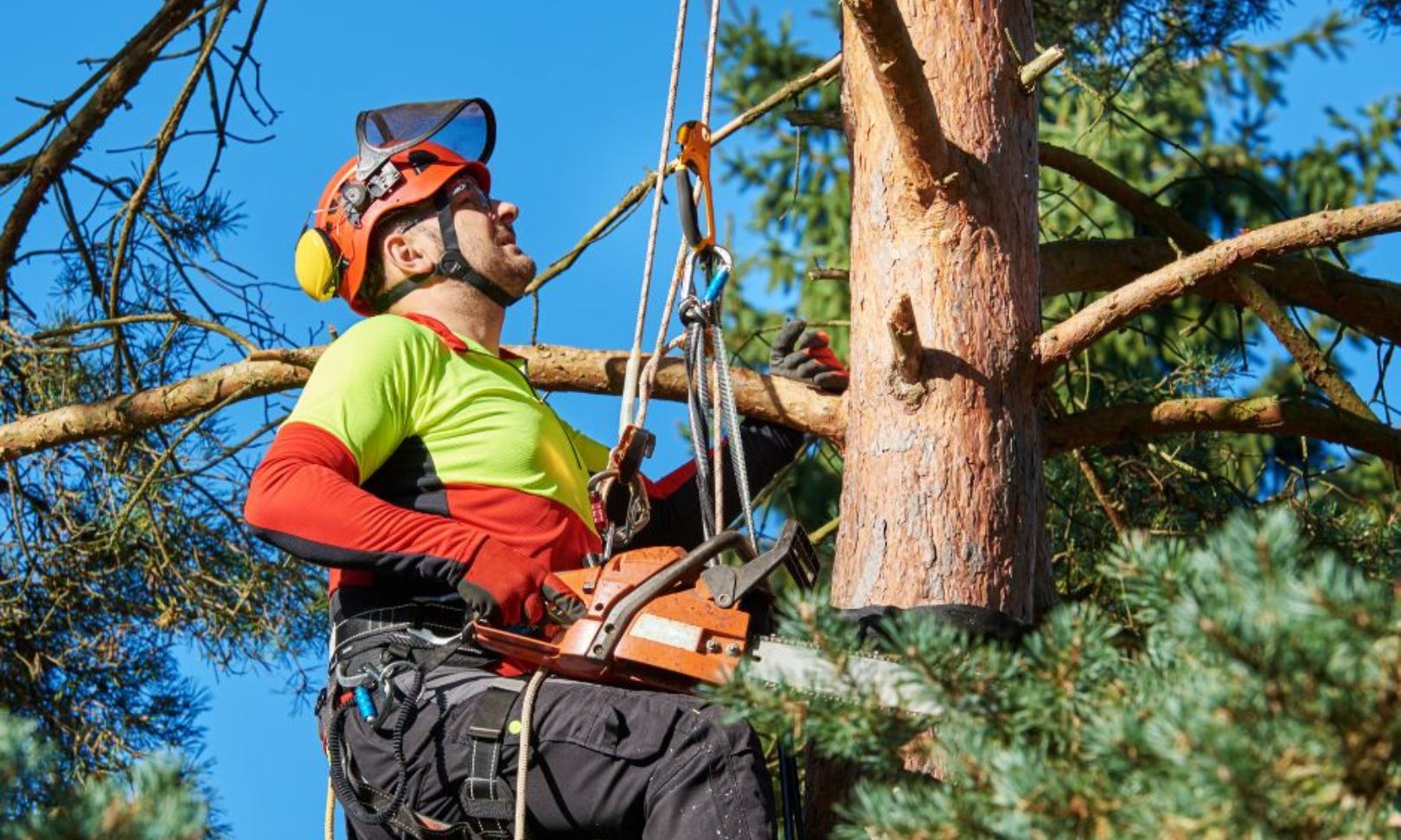 Gold Coast tree removal