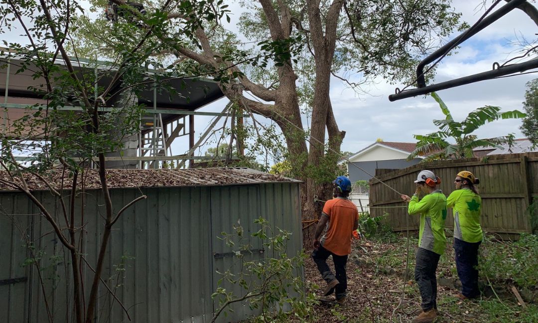 Signs It's Time to Call A Professional Arborist